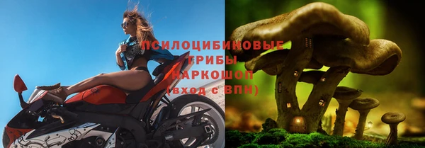 трава Аркадак